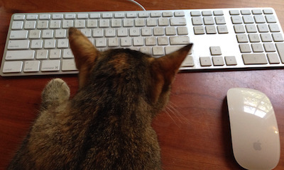cat with paw near keyboard